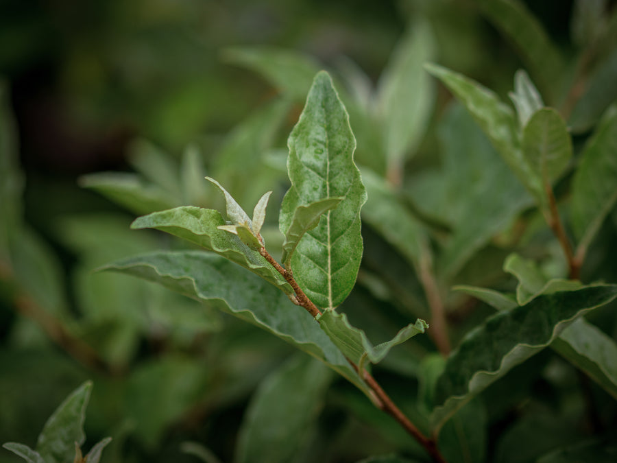 Korallenölweide Juwel — Elaeagnus umbellata 'Juwel'