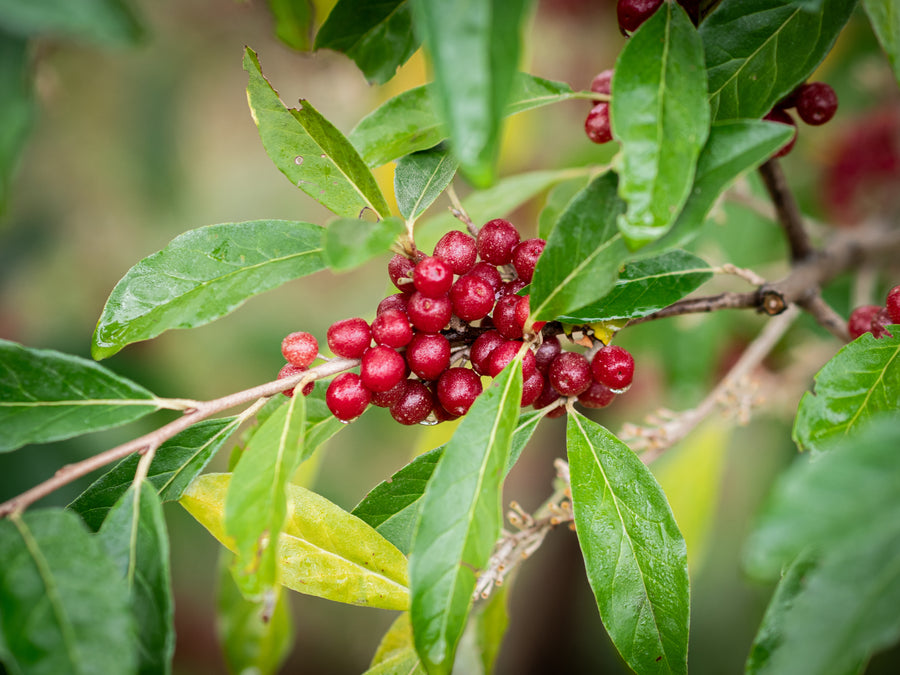 Korallenölweide Jewel — Elaeagnus umbellata 'Jewel'