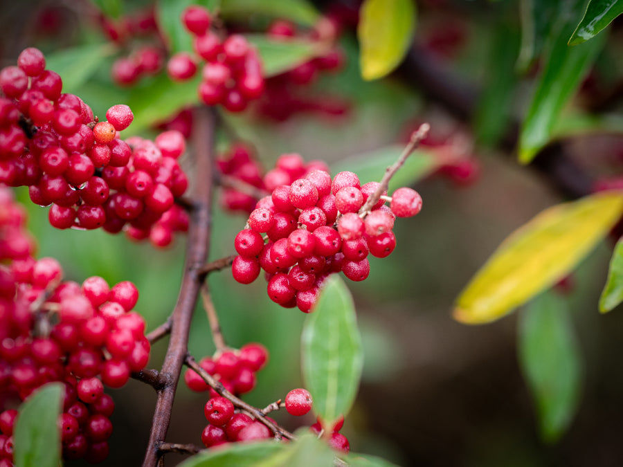 Korallenölweide Jewel — Elaeagnus umbellata 'Jewel'