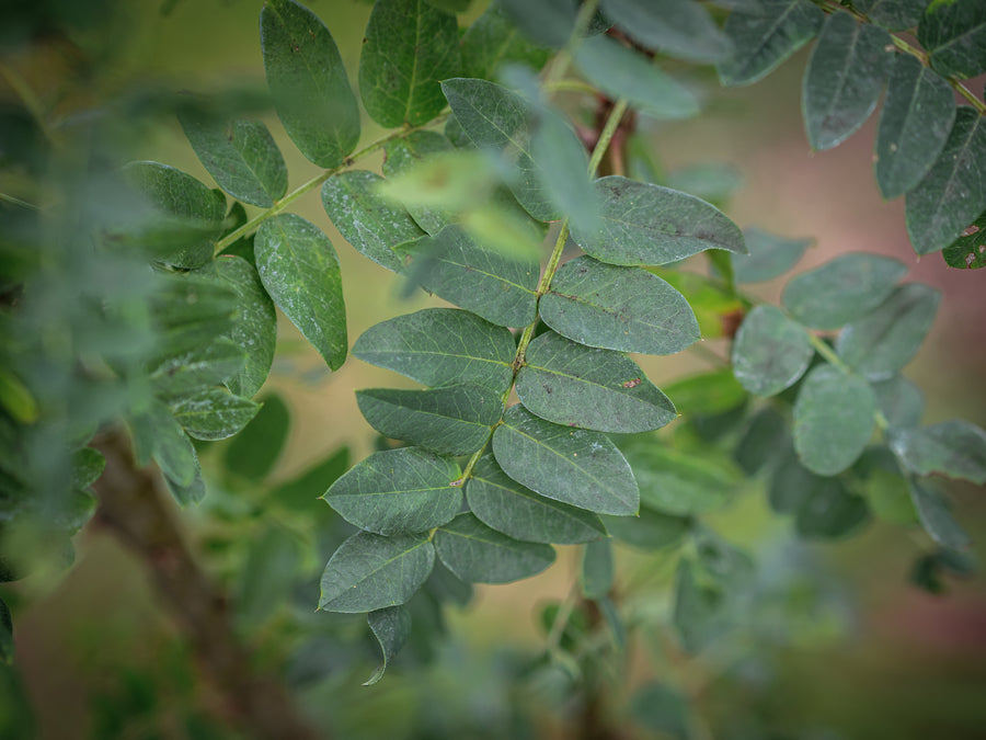 Erbsenstrauch — Caragena arborescens