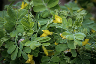 Erbsenstrauch