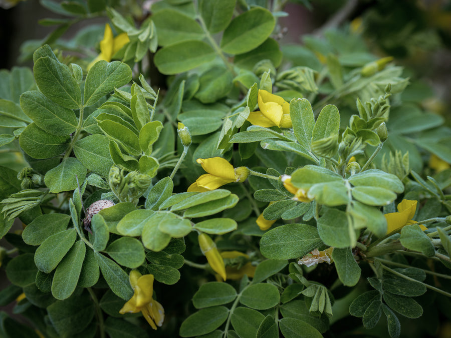 Erbsenstrauch — Caragena arborescens