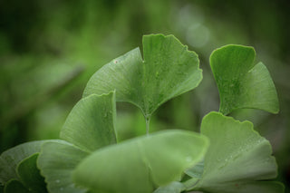 Ginkgo King of Dongting, Blatt im Detail