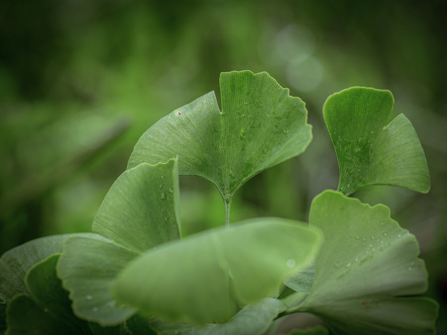 Ginkgo Tokuro — Ginkgo biloba 'Tokuro'