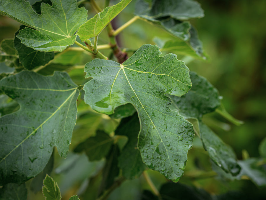 Echte Feige Brown Turkey — Ficus carica 'Brown Turkey'