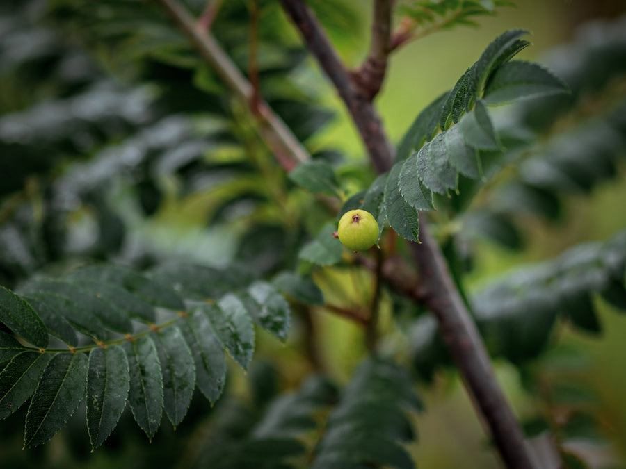 Gelbfruchtende Eberesche Golden Wonder — Sorbus arnoldiana 