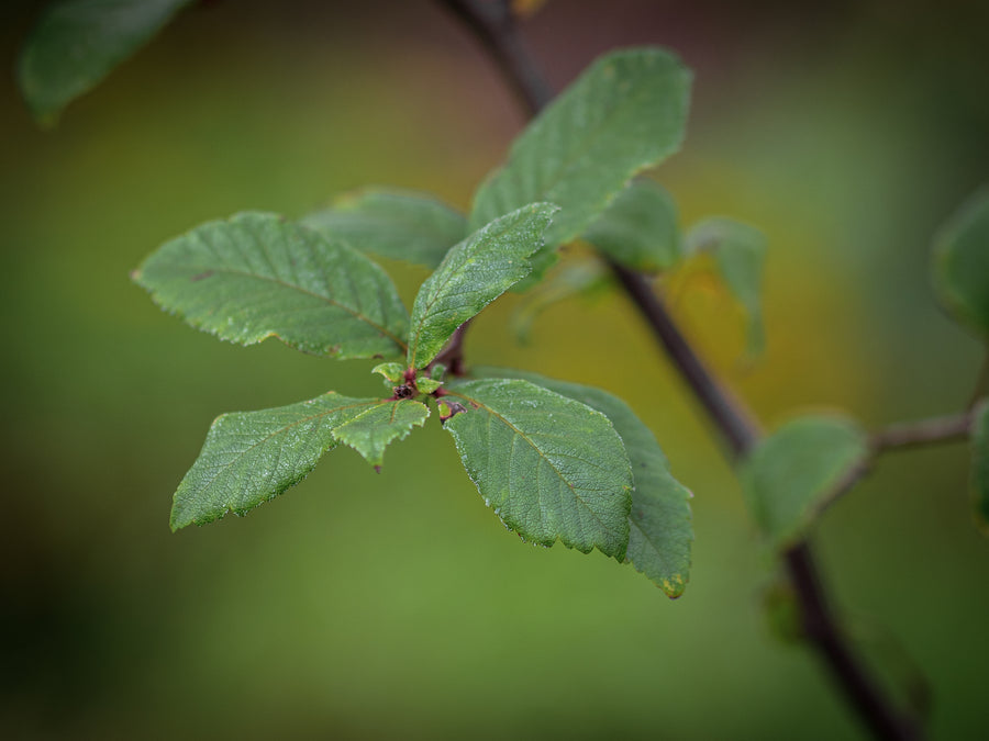 Mispel — Mespilus germanica