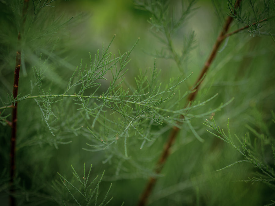 Frühlingstamariske — Tamarix parviflora