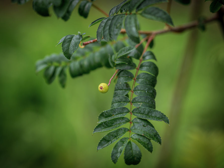 Bernstein-Eberesche Joseph Rock — Sorbus arnoldiana 