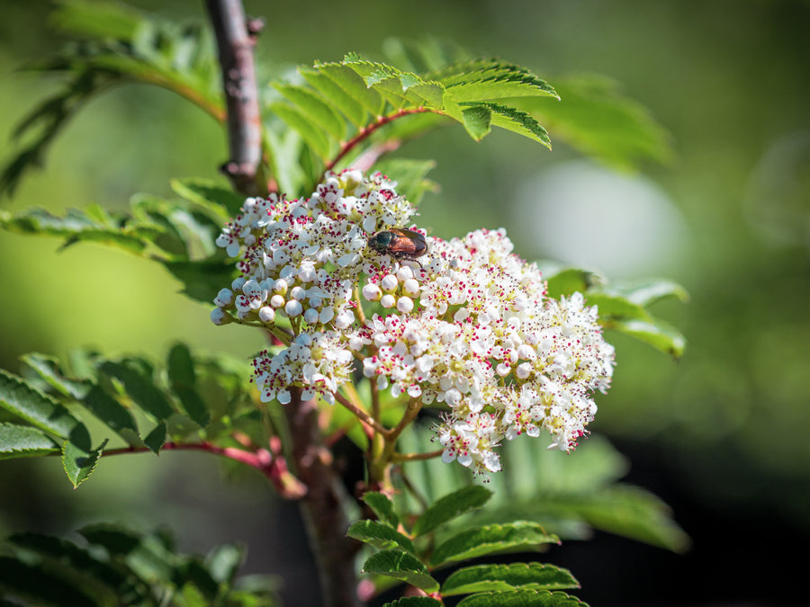 Bernstein-Eberesche Joseph Rock — Sorbus arnoldiana 