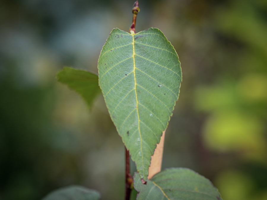 Himalaya-Birke Ruby Chocolate — Betula utilis 'Ruby Chocolate' 