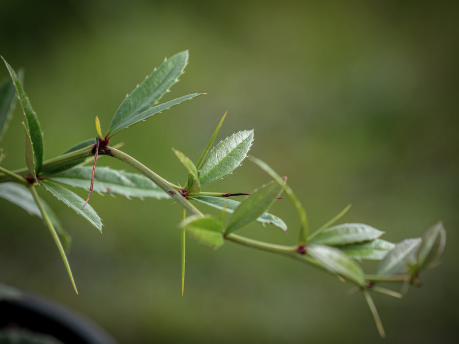Julianes Berberitze — Berberis julianae