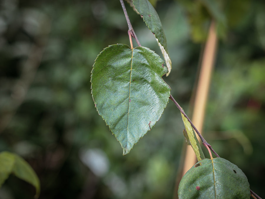 Himalaya-Birke — Betula utilis var. jacquemontii