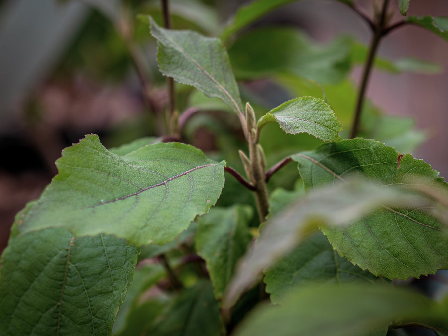 Liebesperlenstrauch Profusion — Callicarpa bodinieri 'Profusion'