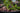 Liebesperlenstrauch Profusion, violetter Fruchtstand im Detail