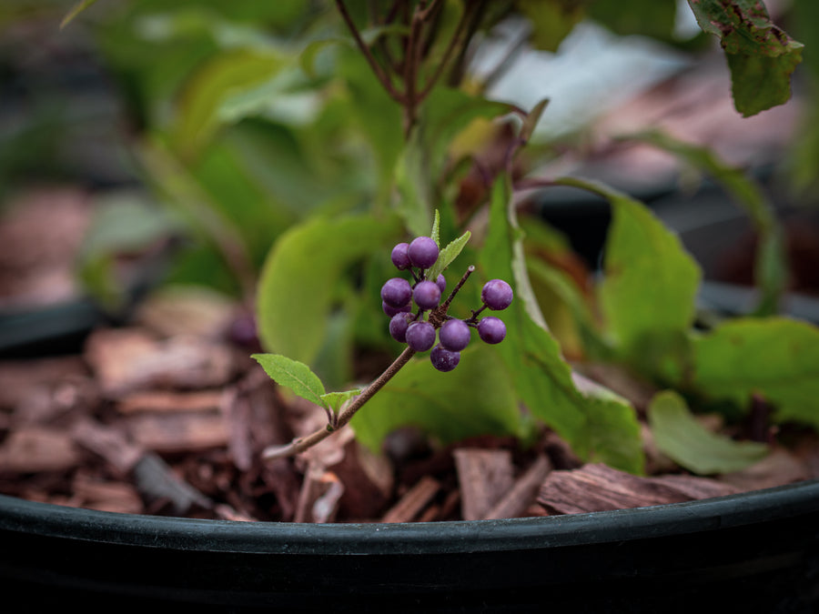 Liebesperlenstrauch Profusion — Callicarpa bodinieri 'Profusion'