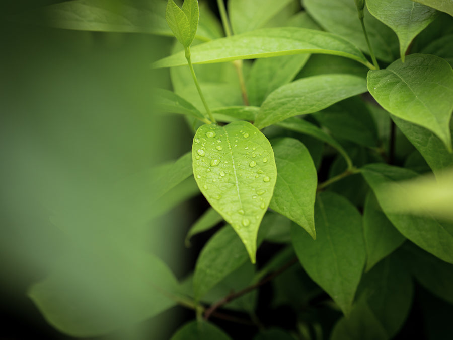 Echter Gewürzstrauch — Calycanthus floridus