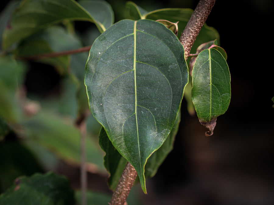 Chinesischer Blumenhartriegel Teutonia — Cornus kousa chinensis 'Teutonia'