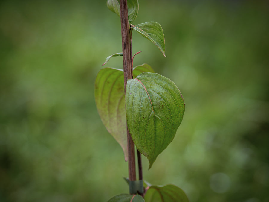 Kornelkirsche Golden Glory — Cornus mas 'Golden Glory'