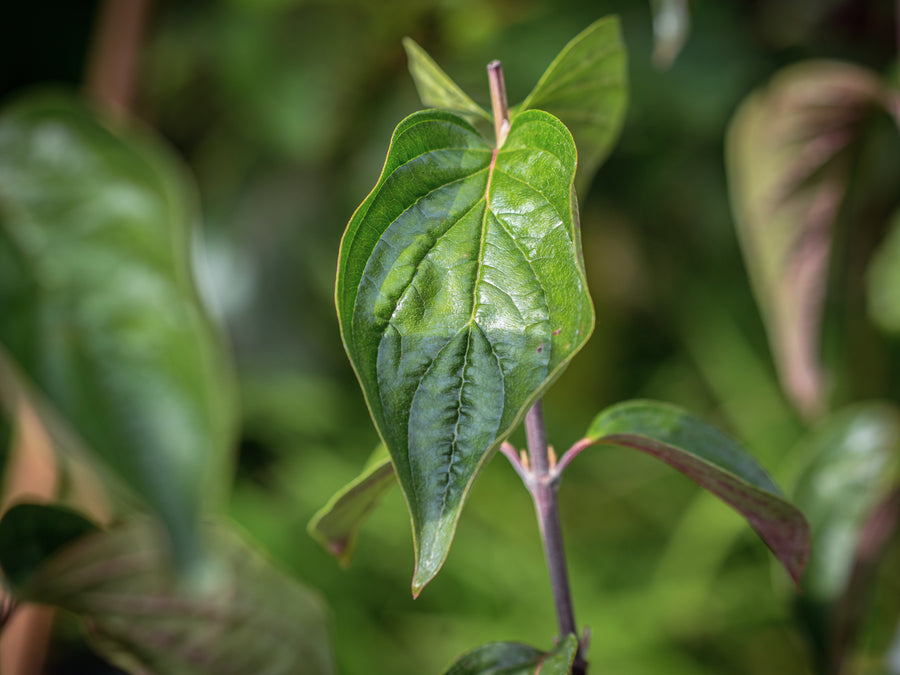 Kornelkirsche Golden Glory — Cornus mas 'Golden Glory'