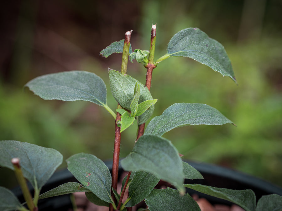 Bauernjasmin — Philadelphus coronarius