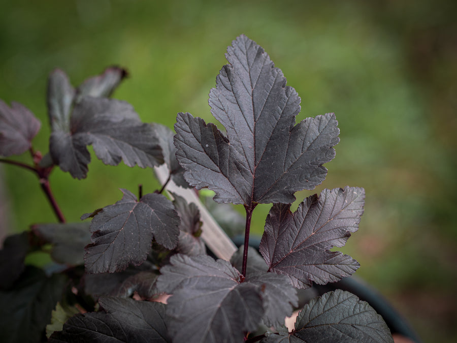 Blasenspiere Diabolo — Physocarpus opulifolius 'Diabolo'