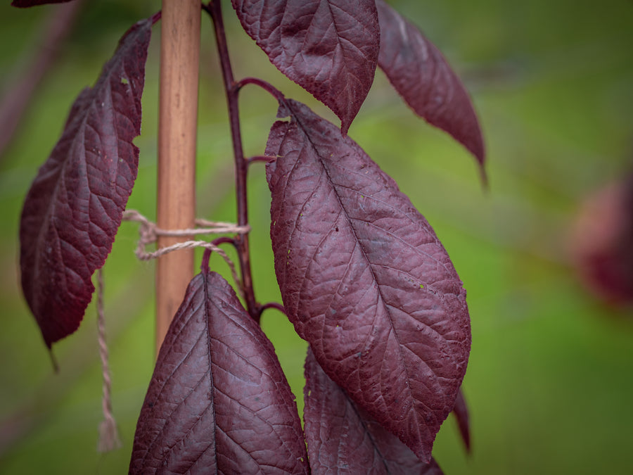 Großfrüchtige Blutpflaume Trailblazer — Prunus cerasifera 'Trailblazer'