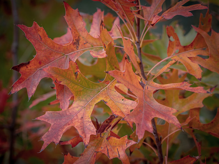 Sumpfeiche Green Pillar — Quercus palustris 'Green Pillar'