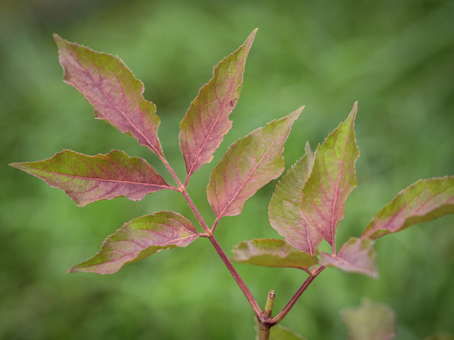 Schwarzer Holunder Haschberg — Sambucus nigra 'Haschberg'