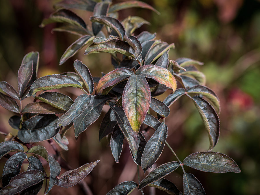Kolchische Pimpernuss Black Beauty — Staphylea colchica 'Black Beauty'