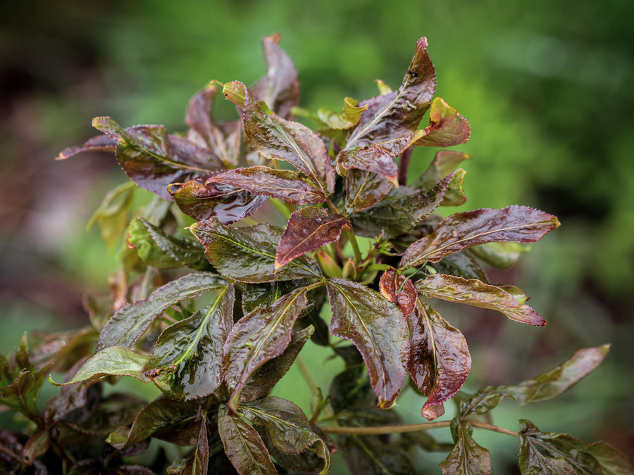 Kolchische Pimpernuss Black Beauty — Staphylea colchica 'Black Beauty'