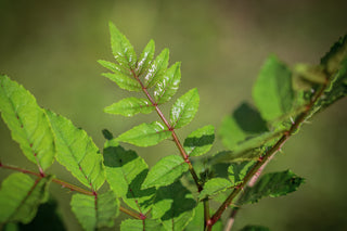 Koreanischer Szechuanpfeffer, bedornte Triebe und Blatt im Detail