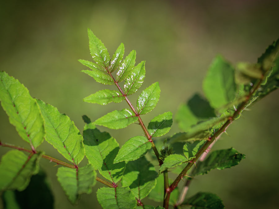 Koreanischer Szechuanpfeffer — Zanthoxylum coreanum