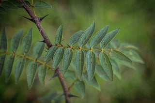 Szechuanpfeffer, Blatt und bedornter Trieb im Detail