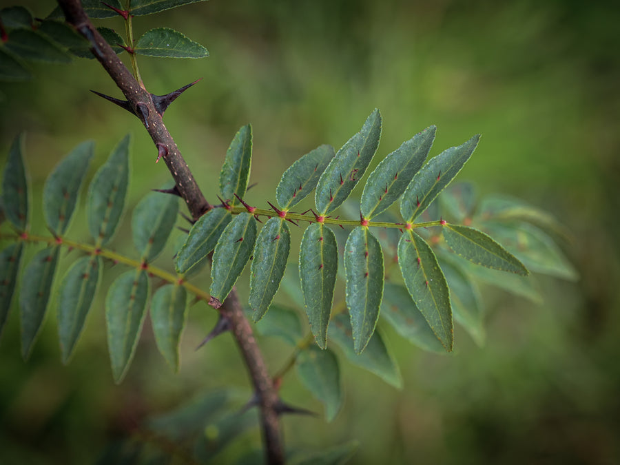 Szechuanpfeffer — Zanthoxylum piperitum