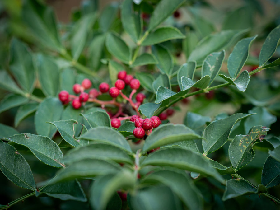 Szechuanpfeffer — Zanthoxylum piperitum