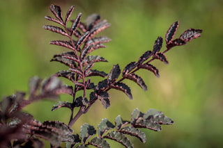 Rotblättriger Szechuanffeffer Purple Leaf, leicht bedornte Triebe mit violettfarbenen Blättern