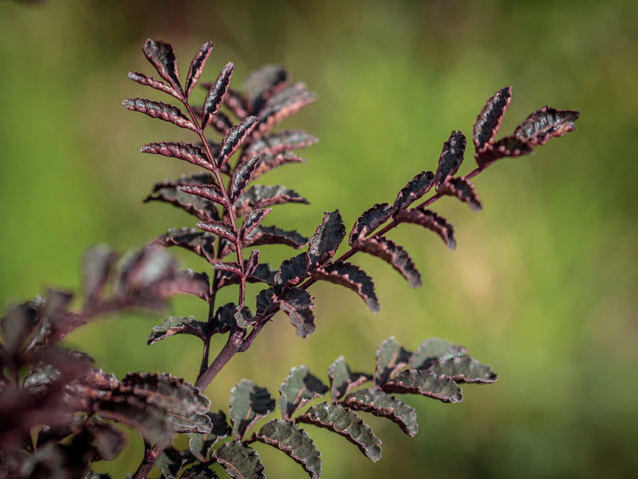 Rotblättriger Szechuanpfeffer Purple Leaf — Zanthoxylum piperitum 'Purple Leaf'