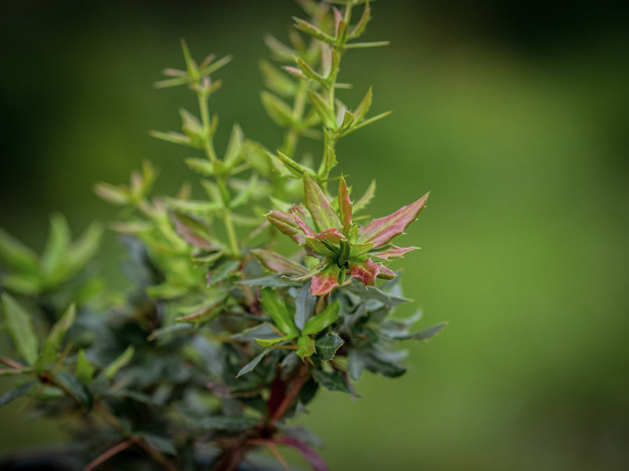 Immergrüne Kissen-Berberitze Jytte — Berberis candidula 'Jytte'
