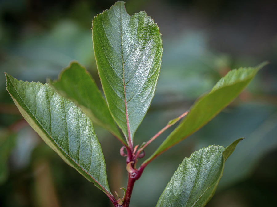 Lavallei-Weißdorn Carrierei — Crataegus lavallei 'Carrierei'