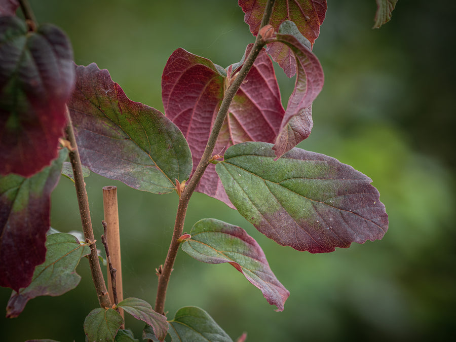 Eisenbaum Vanessa — Parrotia persica 'Vanessa'