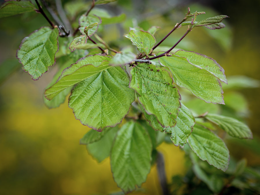 Eisenbaum Vanessa — Parrotia persica 'Vanessa'