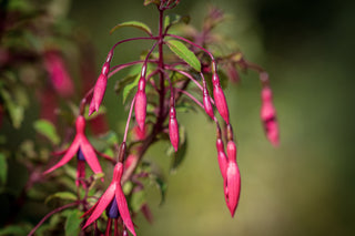 Magellan-Fuchsie 'Riccartonii', Blüten im Detail