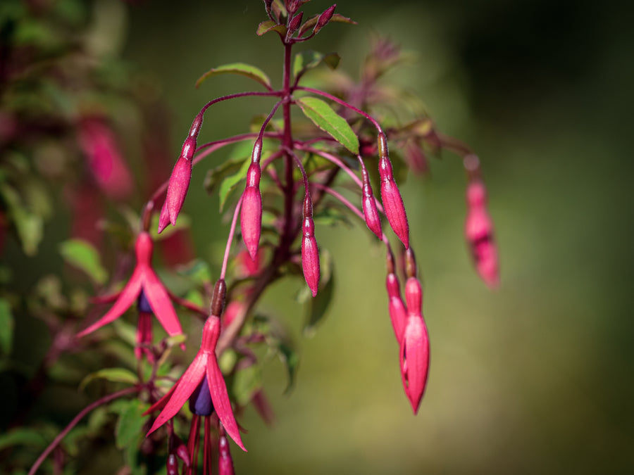 Magellan-Fuchsie 'Riccartonii' — Fuchsia magellanica 'Riccartonii'