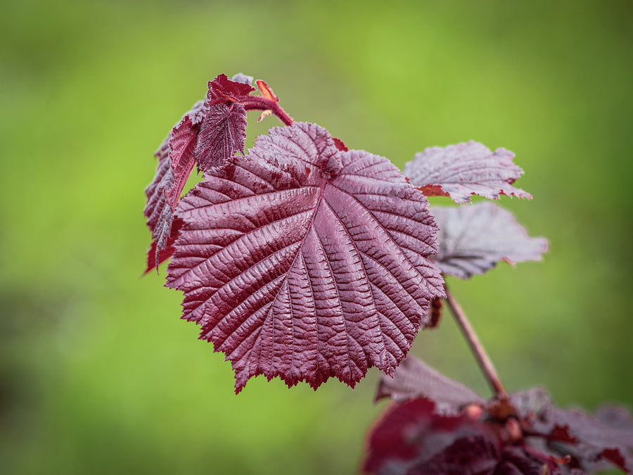 Haselnuss Rotblättrige Zellernuss — Corylus avellana 'Rotblättrige Zellernuss'