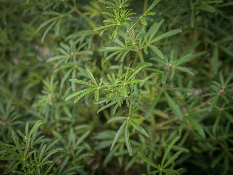 Orangenblume White Dazzler — Choisya ternata 'White Dazzler'