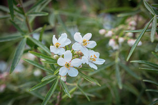 Orangenblume White Dazzler