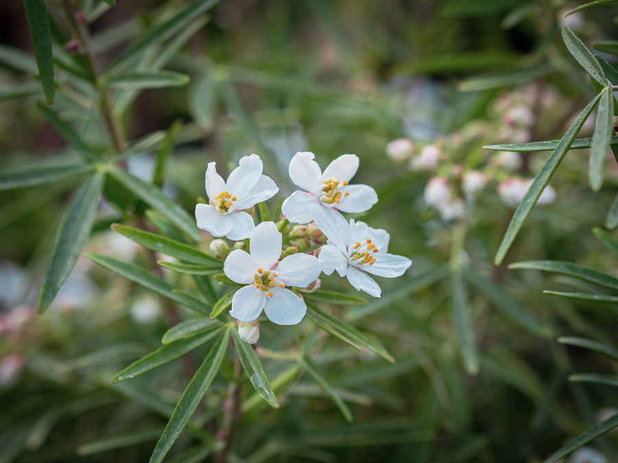 Orangenblume White Dazzler — Choisya ternata 'White Dazzler'