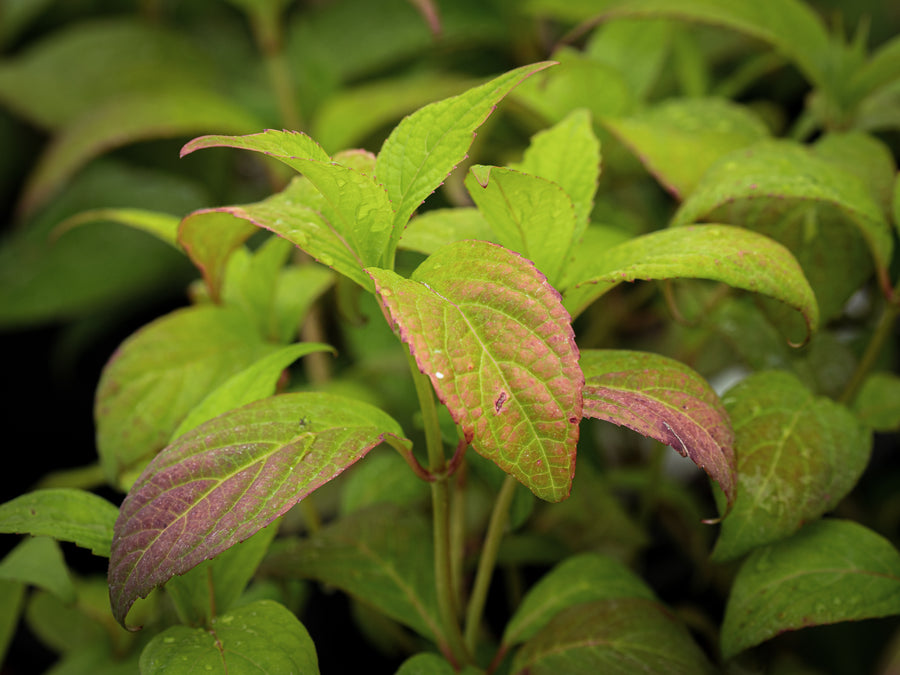 Japanische Tee-Hortensie Oamacha — Hydrangea serrata 'Oamacha'