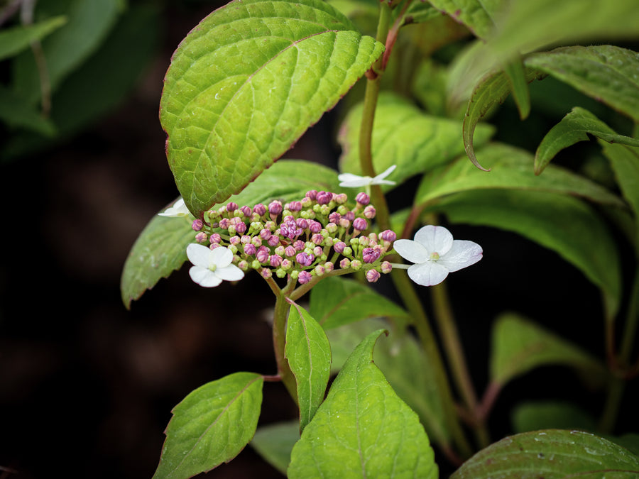 Japanische Tee-Hortensie Oamacha — Hydrangea serrata 'Oamacha'